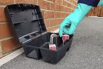 Technician placing bait in an open rodent bait box station